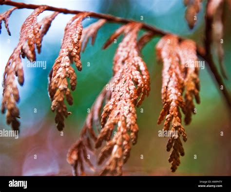 Dead Cedar Tree Branch Stock Photo Alamy