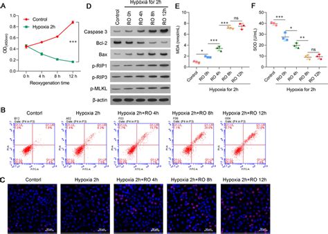 Establishment Of A Cardiomyocyte Hypoxia Reoxygenation H R Injury