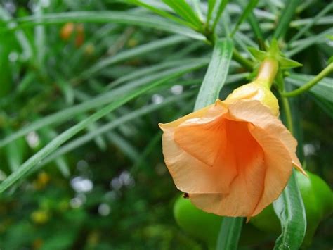 3 Seeds thevetia Peruviana 'apricot Peach' see | Etsy