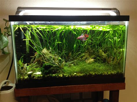 Fts My 10 Gallon Planted Betta Tank Aquariums