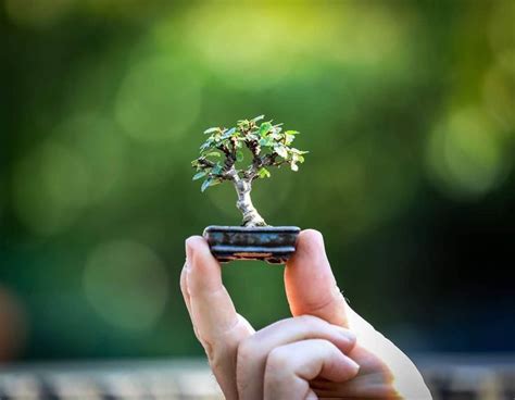 The Dwarf Willow Smallest Tree In The World Artofit