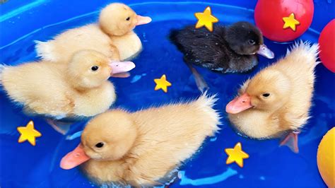 Bebek Adus Kali Warna Warni Bebek Berenang Pink 5 Ducks Swimming