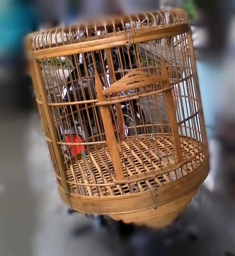 Foto Terbaru Kandang Ayam Bekisar Atau Untuk Kandang Ayam Hias Lain