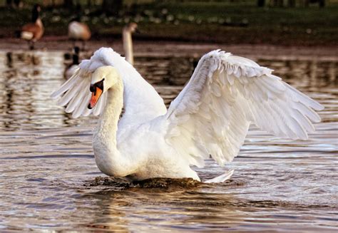 Fotos gratis agua naturaleza pájaro ala blanco lago animal