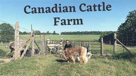 Cattle Farm In Canada Cow Farming In Canada Canadian Agriculture