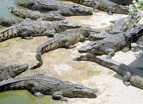 "Samutprakarn, Thailand - the world’s largest crocodile farm