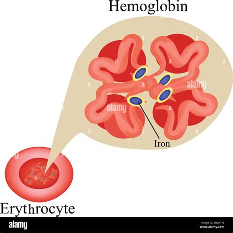 Hemoglobina Dentro De Los Gl Bulos Rojos Eritrocito Hemoglobina