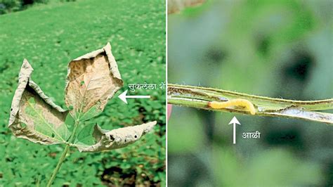 Soybean Crop Disease सोयाबीन पिकावरील ‘चक्री भुंगा Chakri Bhunga On Soybean Crop Article