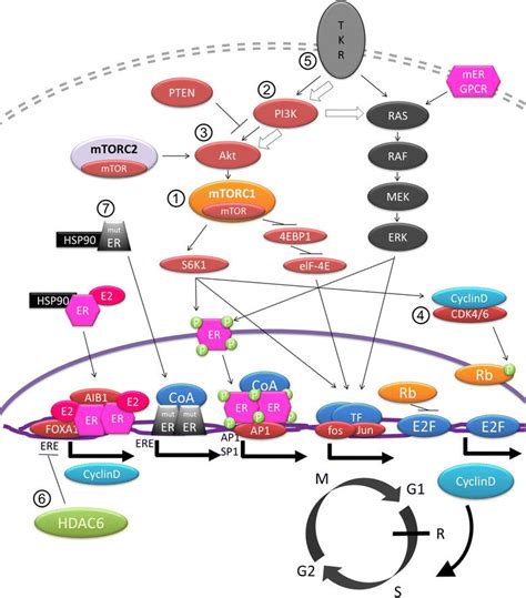 Cross Talk Between Er Signaling And Growth Factor Signaling Pathways