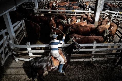 El IICA destaca la importancia social de la ganadería en América Latina y el Caribe EFEAgro