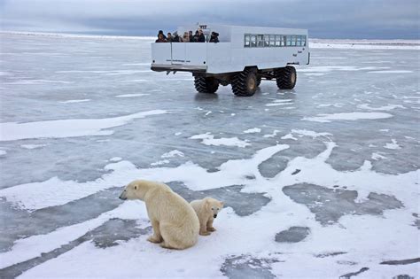 5 Tage Abbis Winnipeg Eisbären In Churchill Erleben Canusa