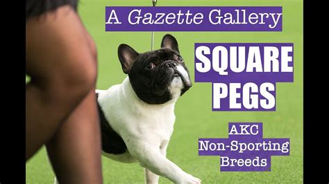 AKC Gazette Gallery Square Pegs AKC Non Sporting Breeds YouTube