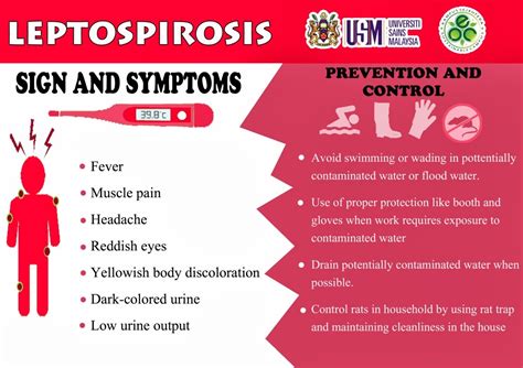 Bahaya Penyakit Leptospirosis Kencing Tikus Masalah Tikus