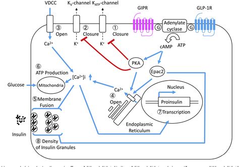 Figure From Two Incretin Hormones Glp And Gip Comparison Of Their