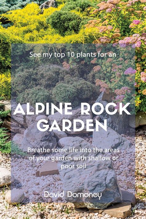 Rockery Star David Domoney Rock Garden Rock Garden Design Alpine Plants