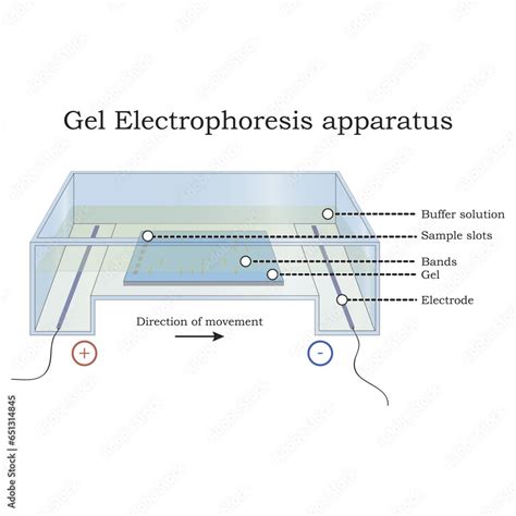 Diagram Showing Gel Electrophoresis Apparatus Labolatory Equipment Scientific Illustration