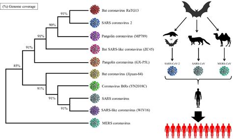 Frontiers Coronavirus Disease 2019 A Brief Review Of The Clinical