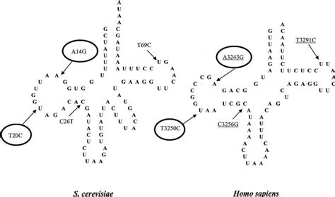 Comparison Of Yeast And Human Mt TRNA UUR Leu Cloverleaf Structures And