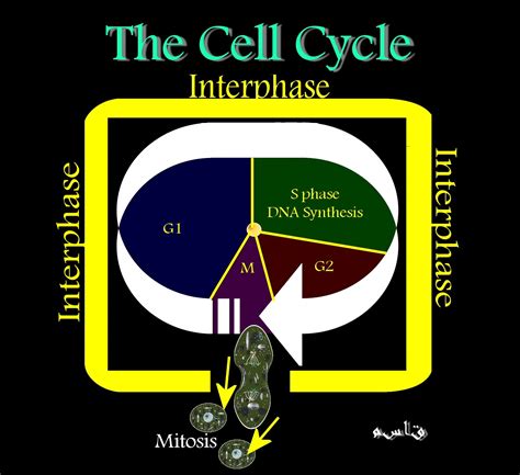 Cytology Slides - Dr. Kasem Histology Homepage