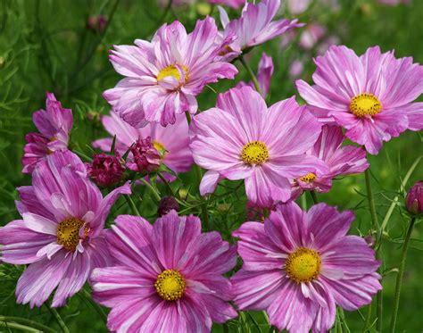 Cosmos Rosetta Cosmos Bipinnatus Seeds Select Seeds Flower