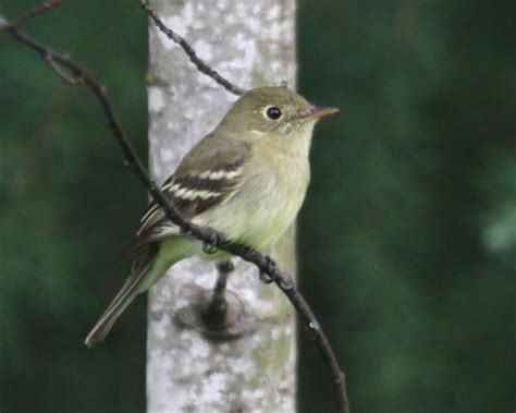 Yellow Bellied Flycatcher Birdspix