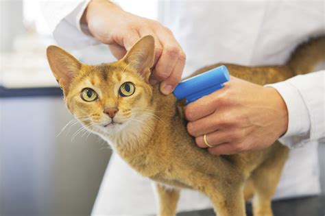 Traitement Naturel Pour Se D Barrasser Des Puces Du Chat Ou Du Chien