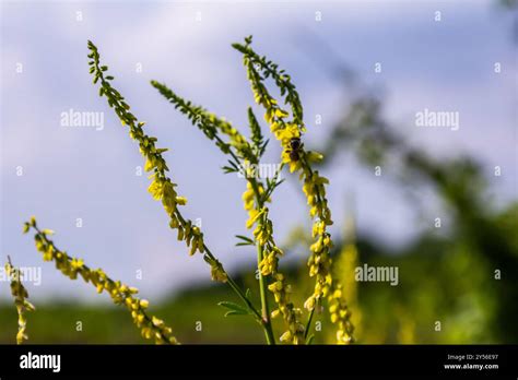 In The Wild Bloom Melilotus Officinalis Honey Essential Oil And