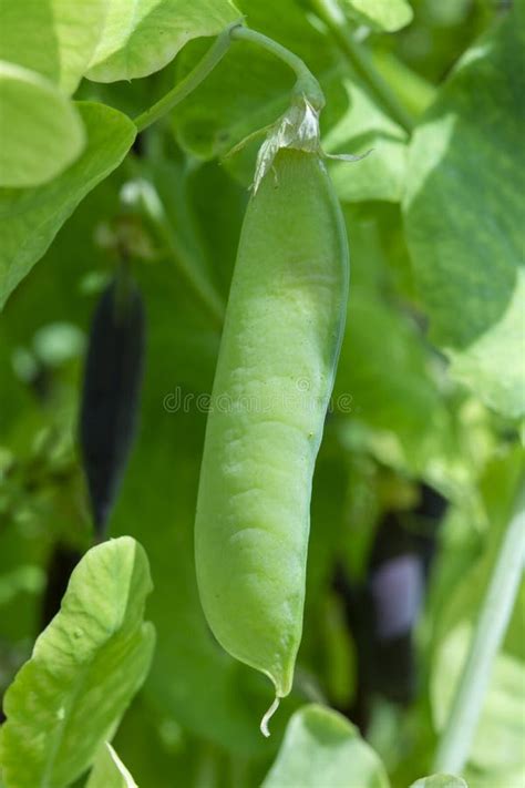 Planta De Ervilhas Inglesa Madura Do Jardim Vagem De Ervilha