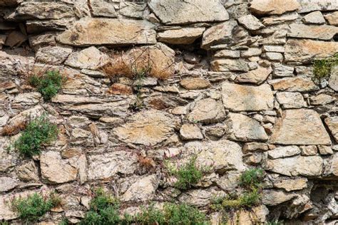 Pared De Piedra Vieja Con Las Plantas Ruinas De La Piedra Imagen De