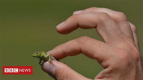 As mudanças climáticas estão encolhendo os animais BBC News Brasil