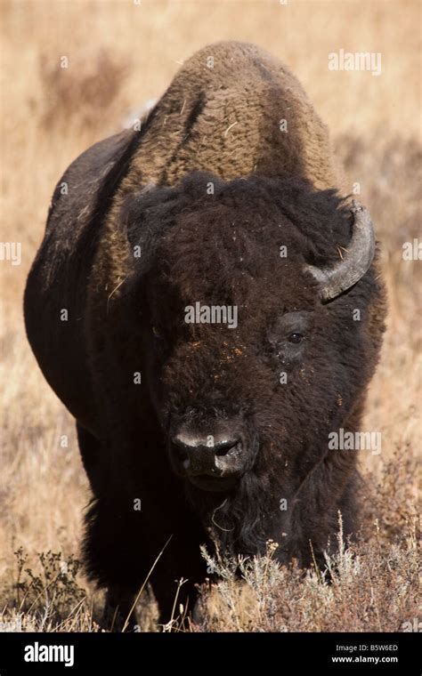 Close Up Of Bison Hi Res Stock Photography And Images Alamy