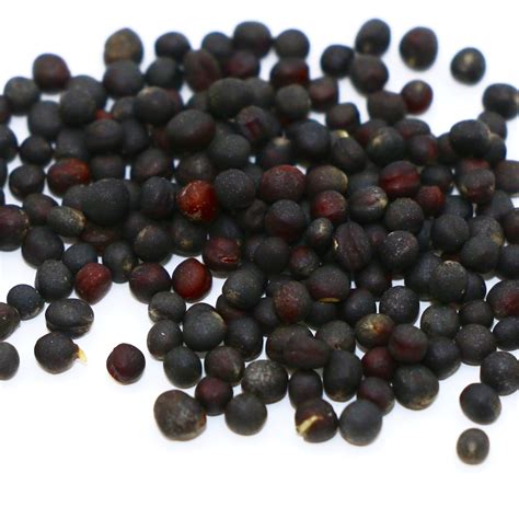 Dwarf Essex Rapeseed 50 Lb Bag Mbs Seed