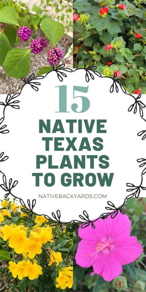 Top 15 Native Texas Plants to Grow - Native Backyards