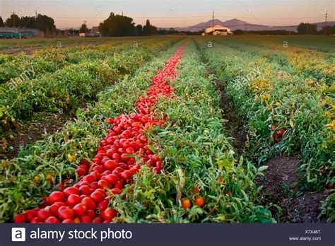 Tomato Field High Resolution Stock Photography And Images Alamy