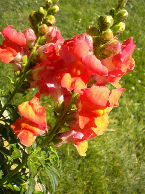 69 best images about Snapdragon Flowers on Pinterest | Drawings ...