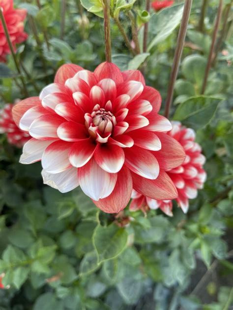 Dalia Dekoracyjna Nagano 1 Szt FlowersBulbs Cebulki Kwiatowe