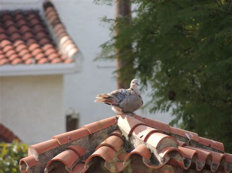 Burung Burung Merpati Hewan Foto Gratis Di Pixabay Pixabay