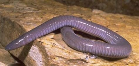 Caecilian ~ Everything You Need to Know with Photos | Videos