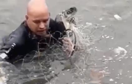 Vídeo mostra Polícia Ambiental resgatando tartaruga presa em rede de