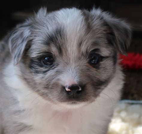 Tiny Toy Aussie Pups For Sale Rl Valley Ranch Aussies