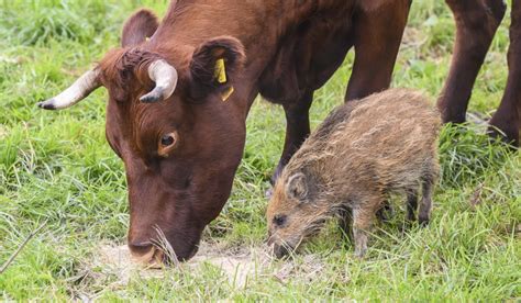 Kühe adoptieren Wildschwein Forum Das Wochenmagazin