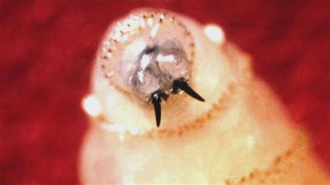 Officials Concerned That New World Screwworm Could End Up In Texas