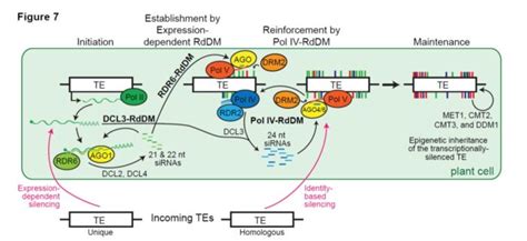 Dissecting Transposon Silencing Through Introduction Of Exogenous Tes