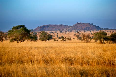 Animali della savana »Informazioni, caratteristiche e elenco degli animali