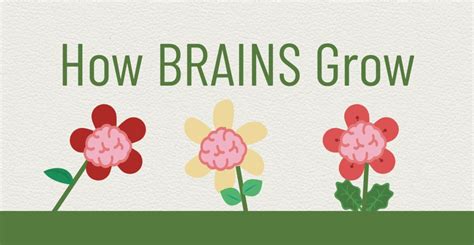 Growing Brains Infographic Kits