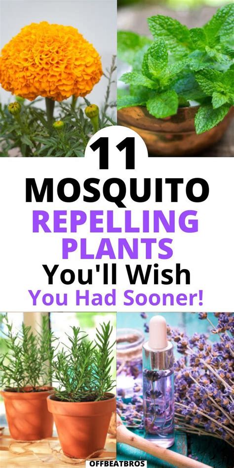 11 Mosquito Repelling Plants To Keep Pests Away From Home In 2021