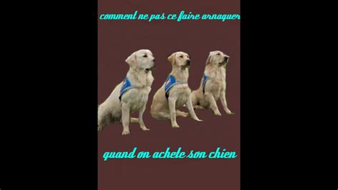 comment ne pas ce faire arnaquer quand on n achéte son chien YouTube