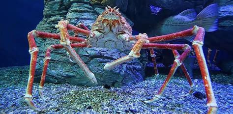 The Alaskan King Crab Critter Science