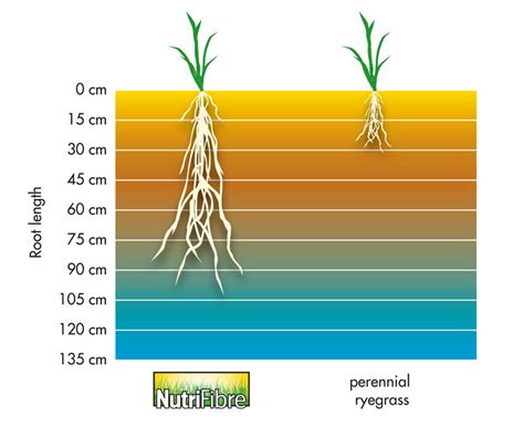 Barenbrug Export Drought Tolerant Grass