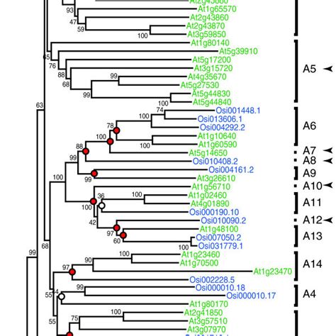 The Phylogeny And Expression Patterns Of Arabidopsis Pgs The Phylogeny